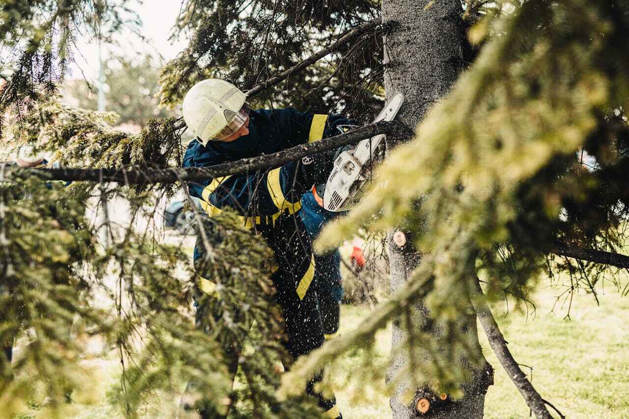 Best Arborist Services Near Me  in USA